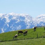 Kühe auf einer Weide mit Bergpanorama