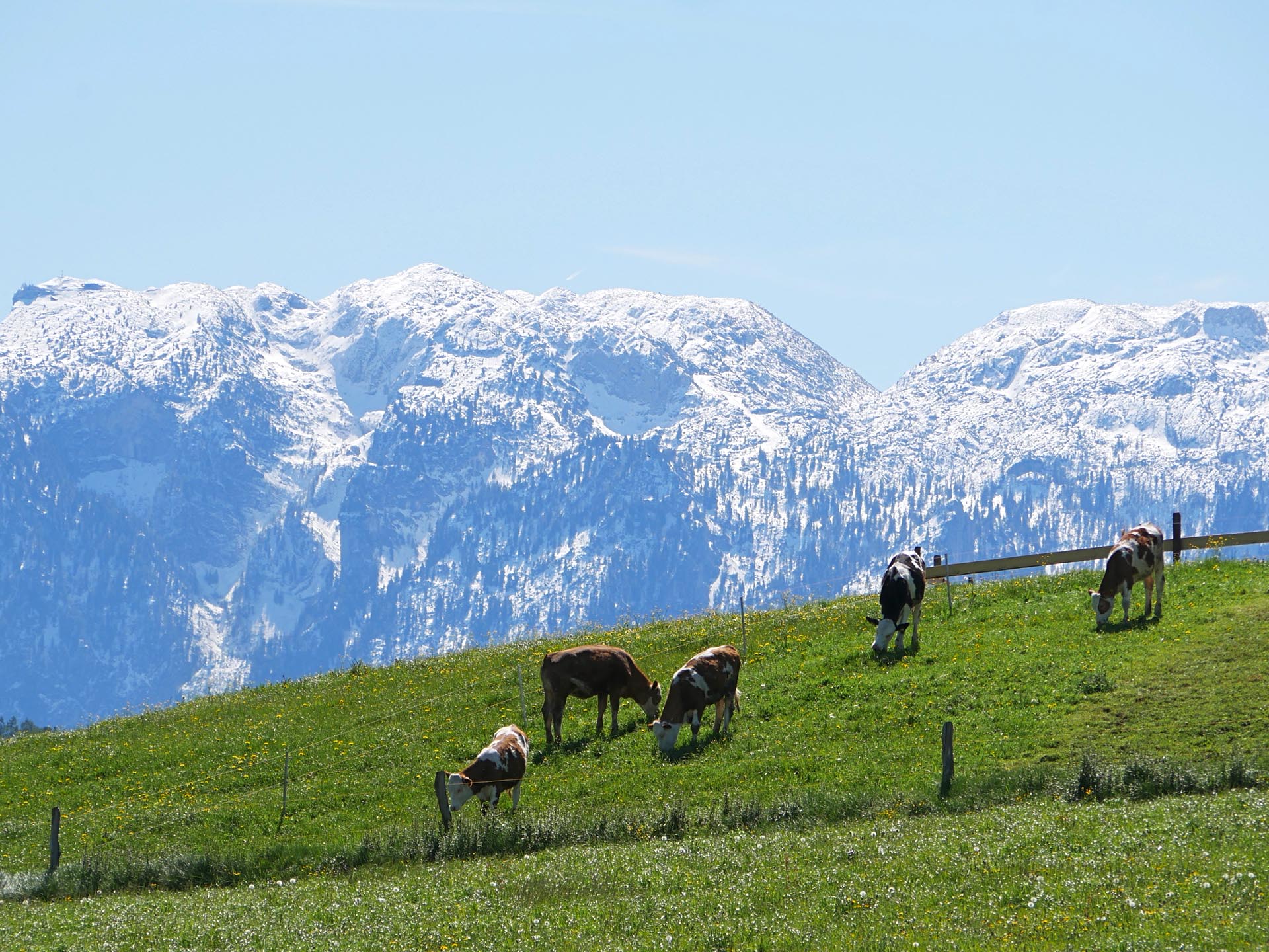 Kühe auf einer Weide mit Bergpanorama