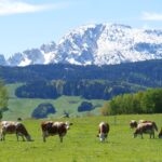 Kühe auf einer Weide mit Bergpanorama