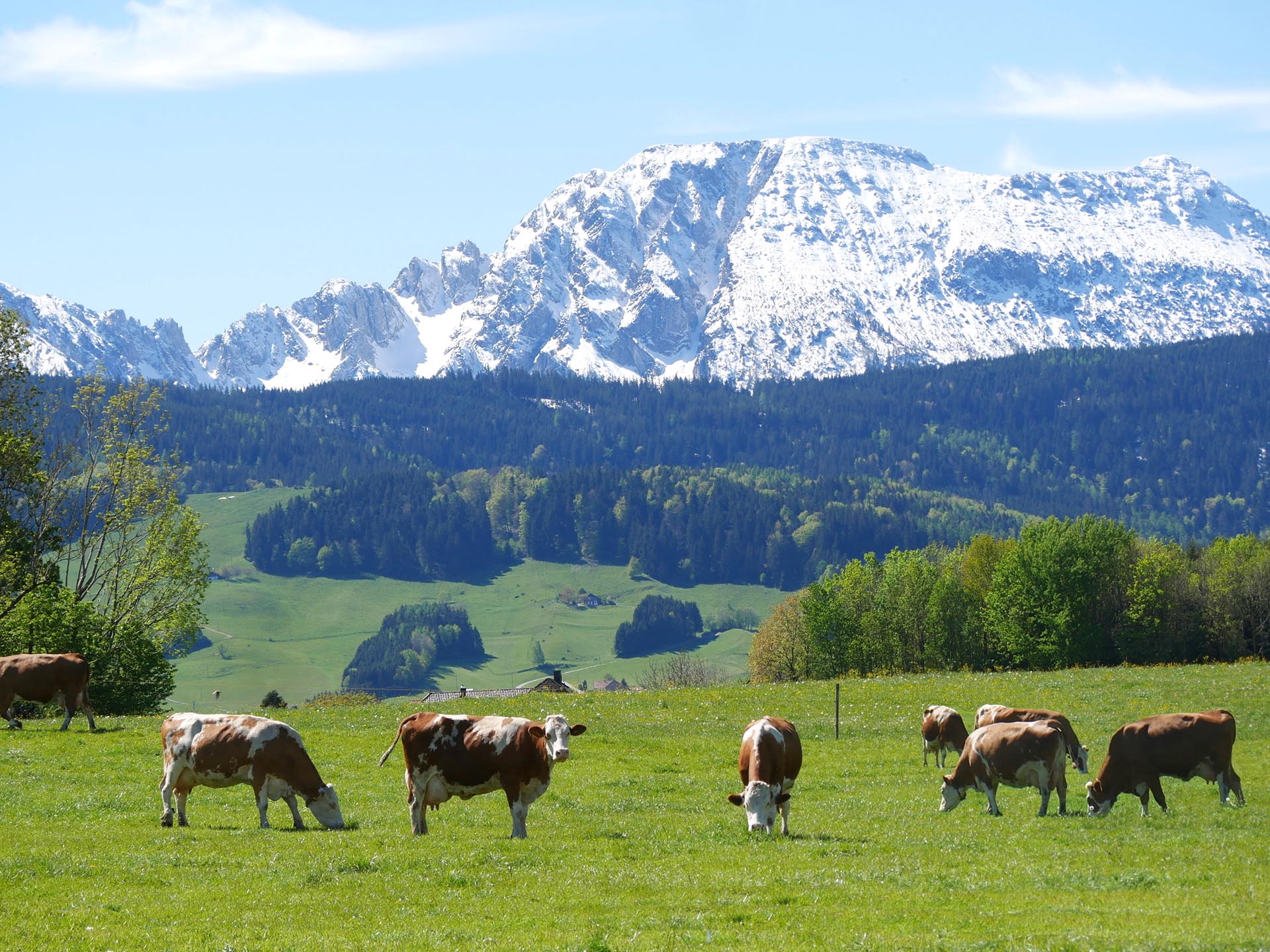 Kühe auf einer Weide mit Bergpanorama