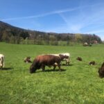 Pinzgauer auf einer Weide