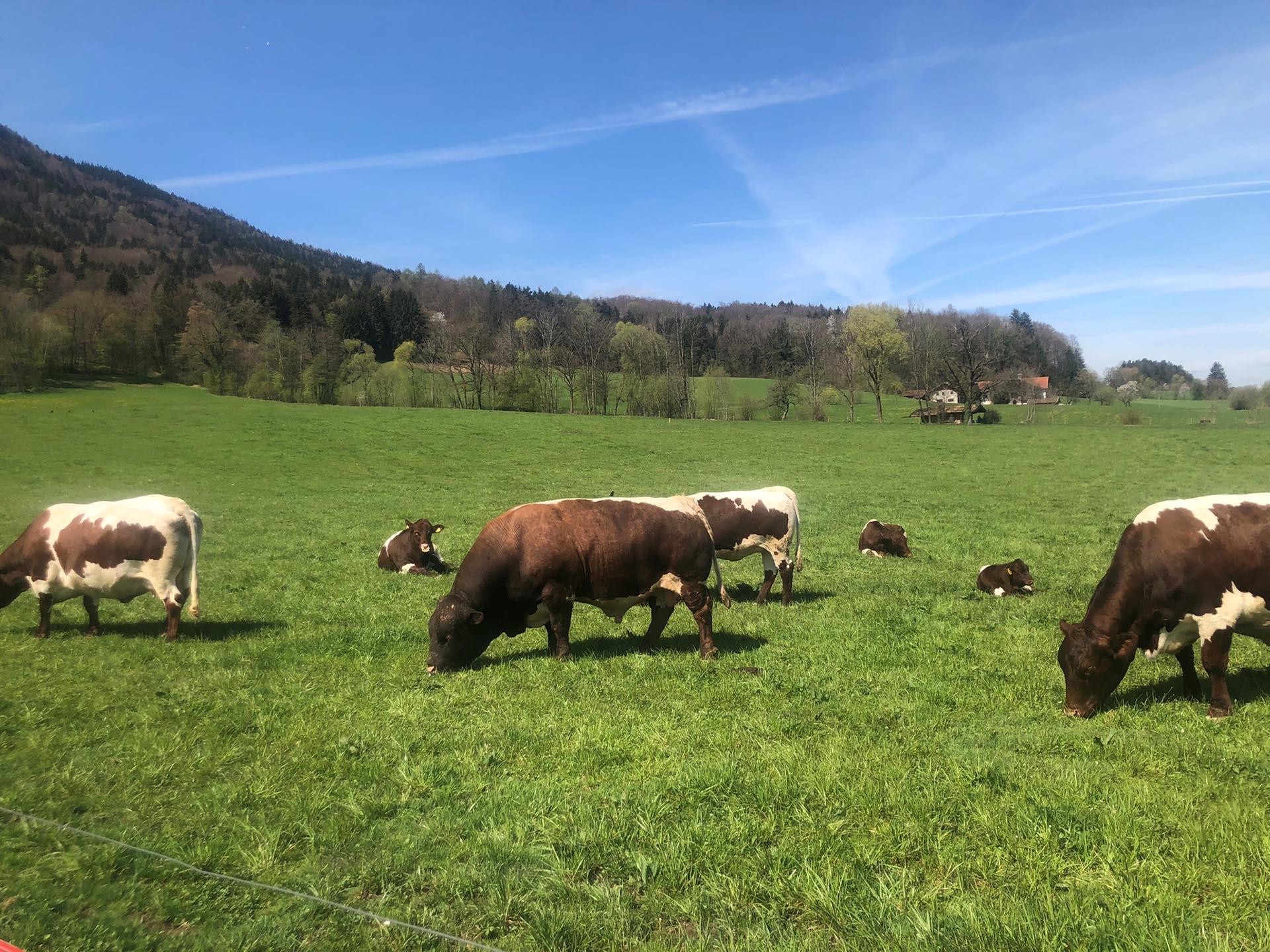 Pinzgauer auf einer Weide