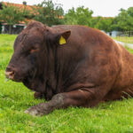 Pinzgauer Bulle auf einer Weide