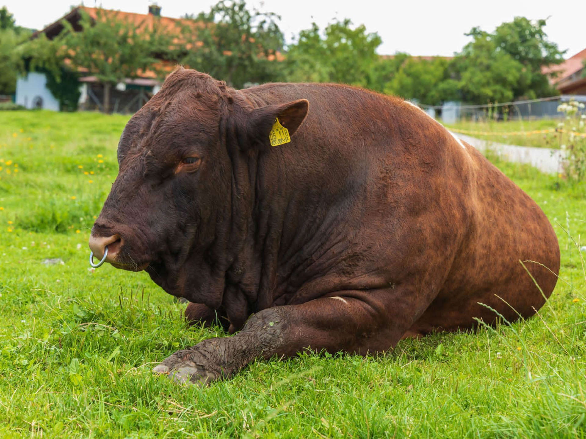 Pinzgauer Bulle auf einer Weide