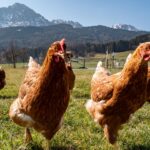 Hühner auf einer Weide mit Bergblick