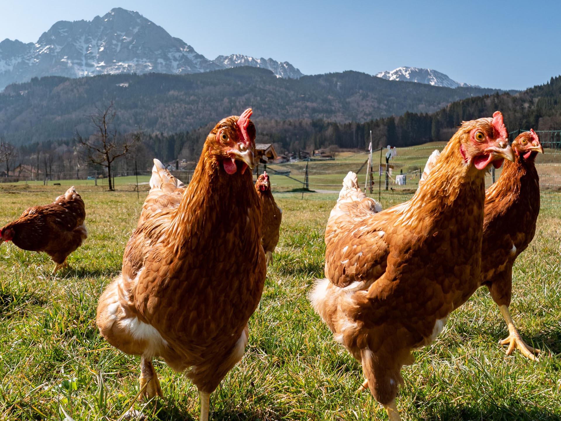 Hühner auf einer Weide mit Bergblick