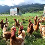 Hühner auf einer Weide mit Bergblick