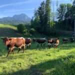 Kühe auf einer Weide mit Bergblick