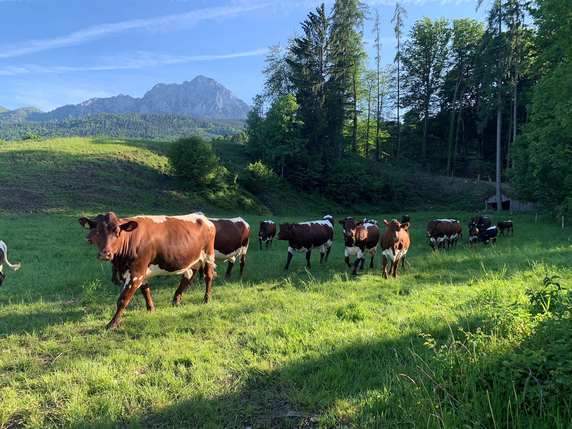 Kühe auf einer Weide mit Bergblick