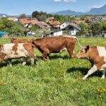 Kühe auf einer Weide mit Bergpanorama