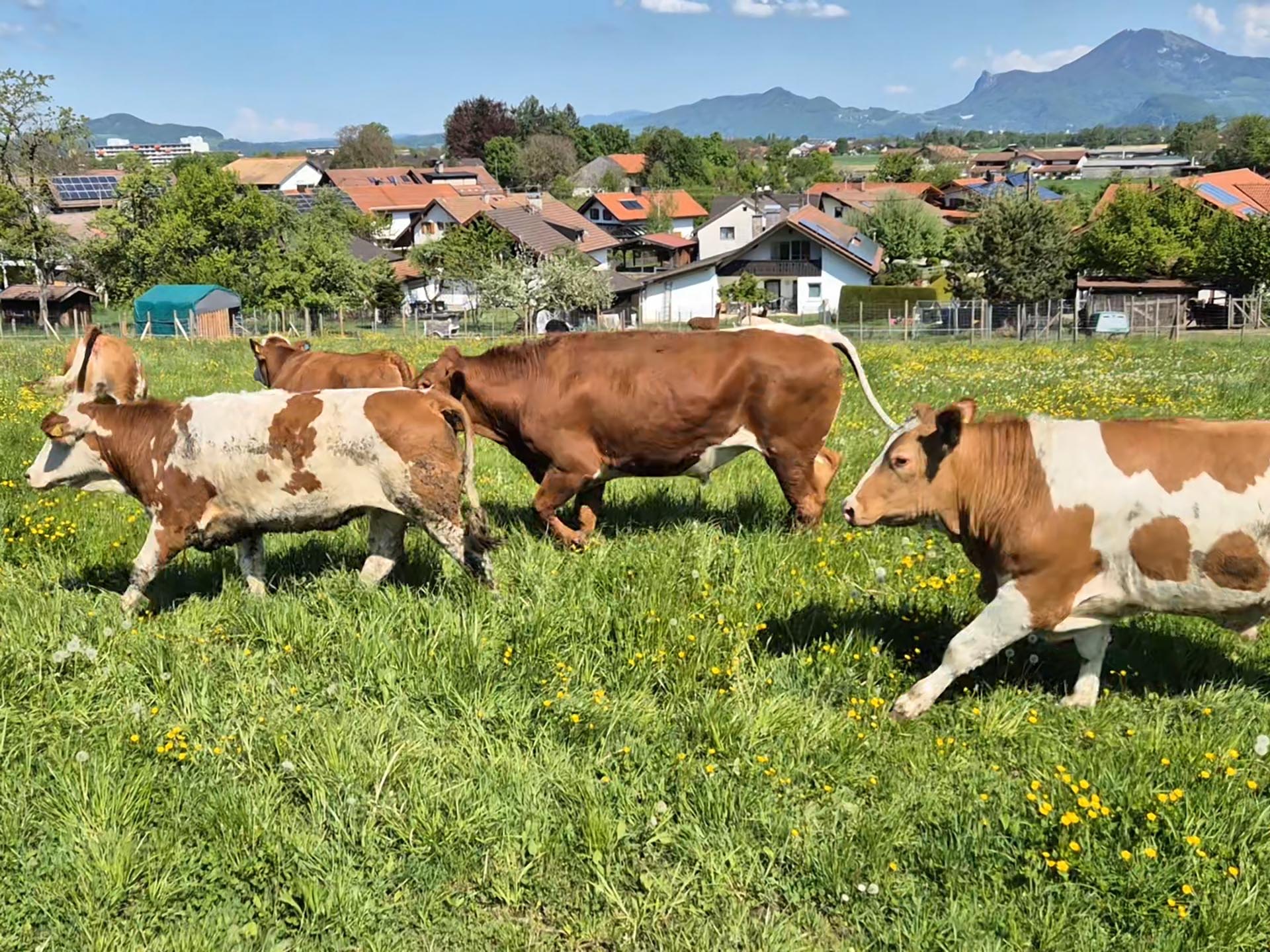 Kühe auf einer Weide mit Bergpanorama