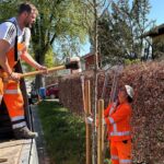 Mitarbeiter des Bauhofs beim Setzen eines Wildbienenbaums in Laufen