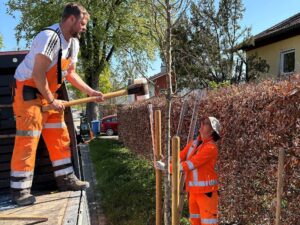 Mitarbeiter des Bauhofs beim Setzen eines Wildbienenbaums in Laufen