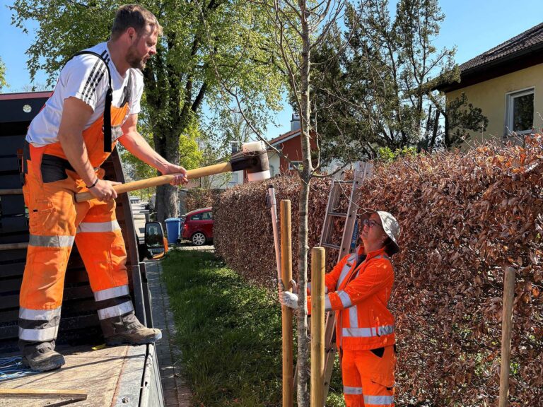 Mitarbeiter des Bauhofs beim Setzen eines Wildbienenbaums in Laufen