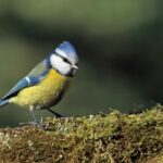 Blaumeise