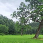 Hutebäume auf einer Weide