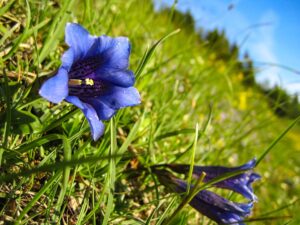 Blauer Enzian - Alpenflora