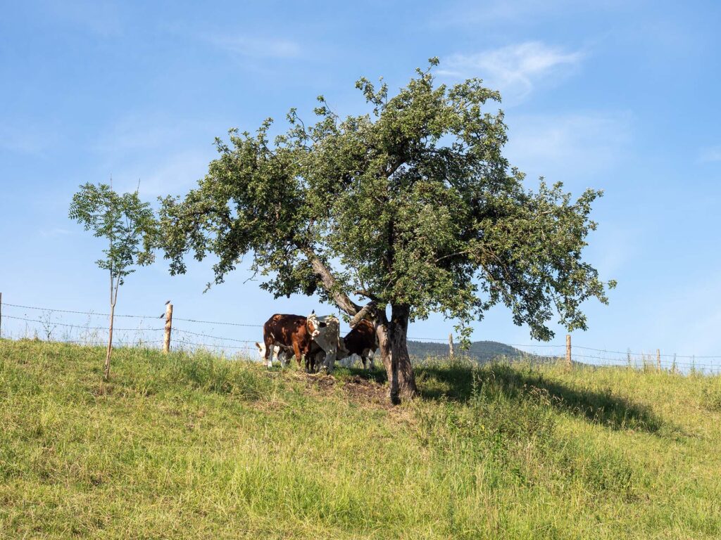 Kühe unter einem Baum auf einer Weide