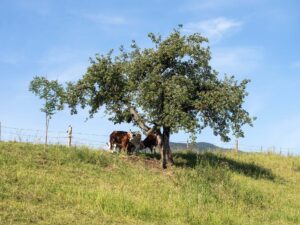 Kühe unter einem Baum auf einer Weide
