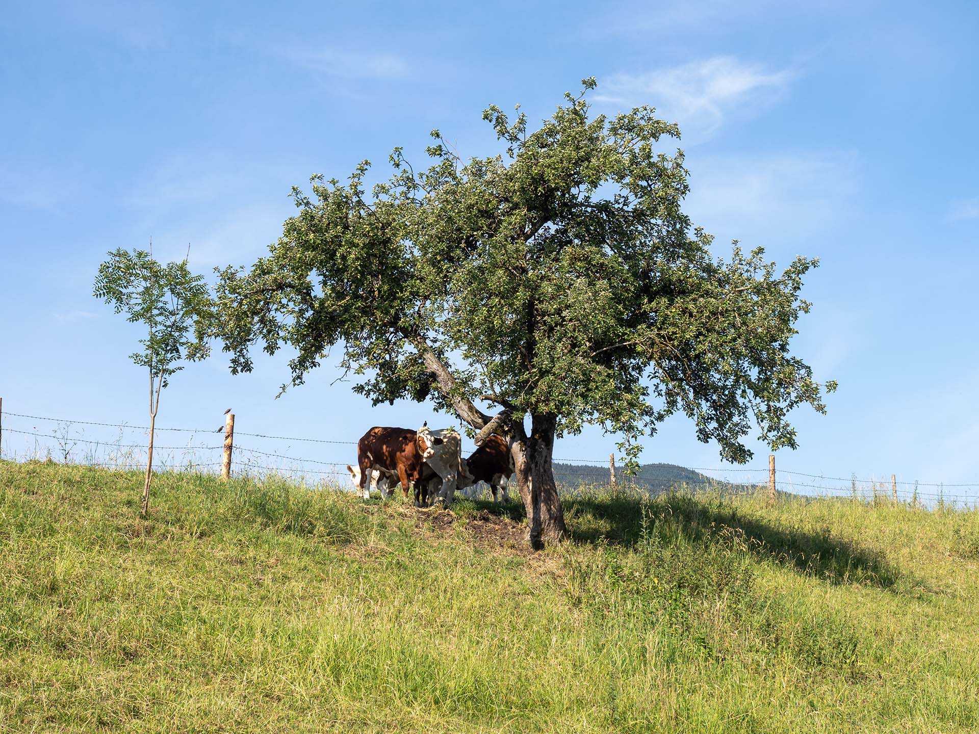 Kühe unter einem Baum auf einer Weide