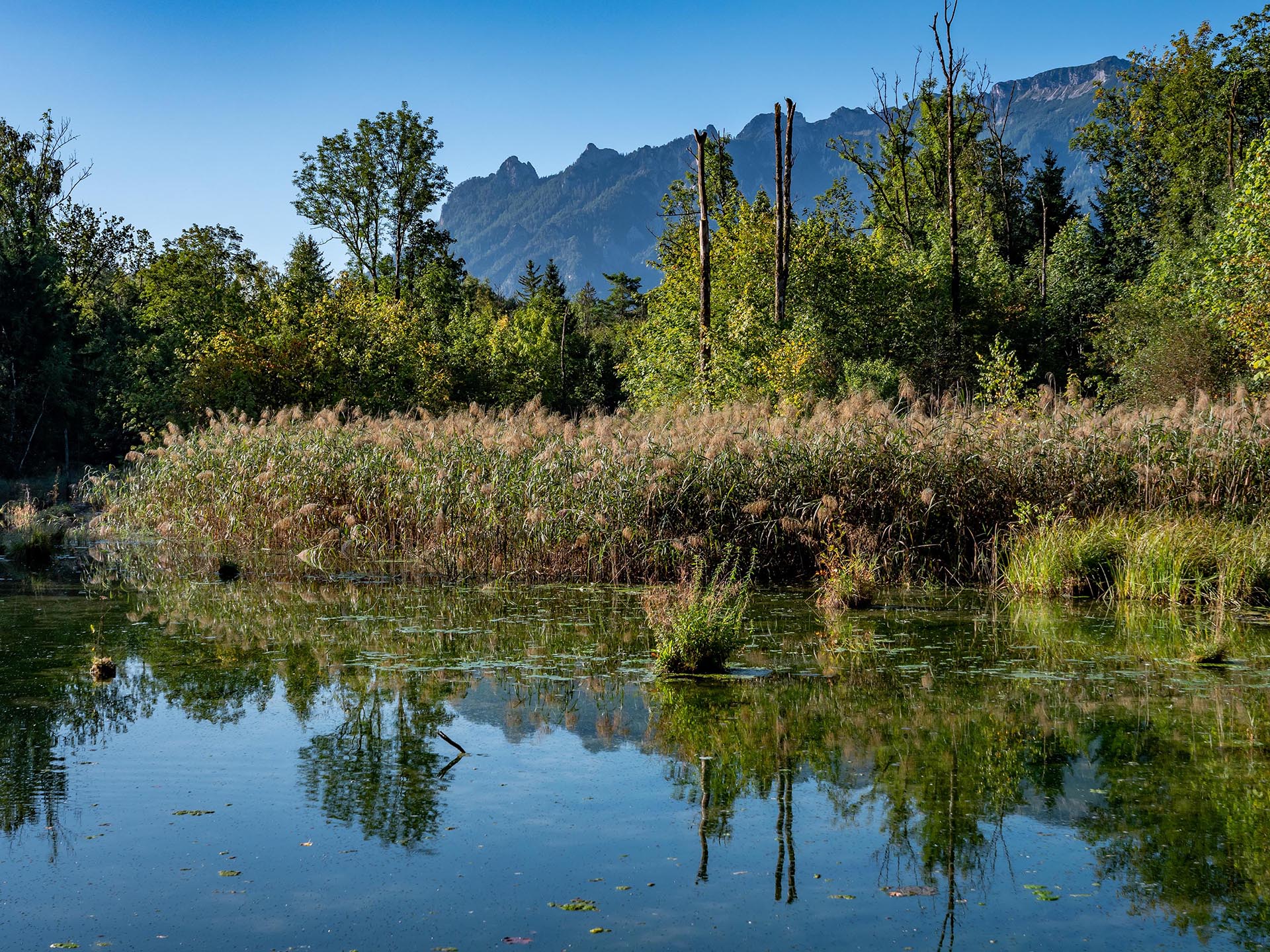 Saalachau bei Bad Reichenhall mit Blick zum Lattengebirge