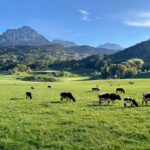 Weide mit Bergblick und Pinzgauer Rindern