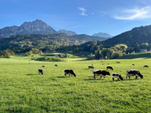 Weide mit Bergblick und Pinzgauer Rindern