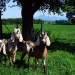 Ziegen auf der Weide