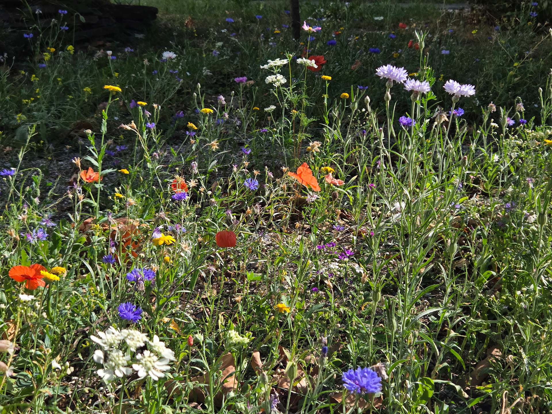 Ackerwildkräuter