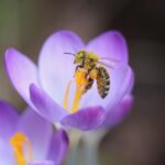 Biene mit Krokus