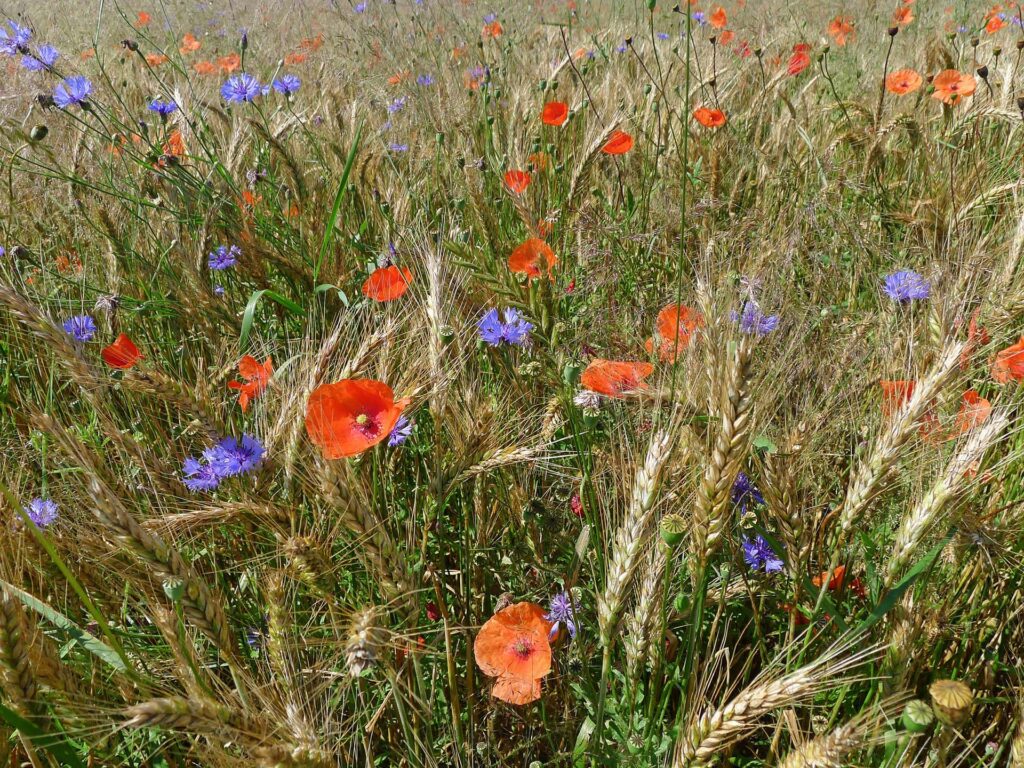 Wiese mit Ackerwildkräutern
