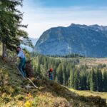Almschwenden auf der Lattenbergalm