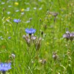 Artenreiche Wiese