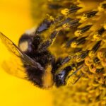 Hummel auf Blüte