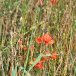 Ackerwildkräuter Mohn