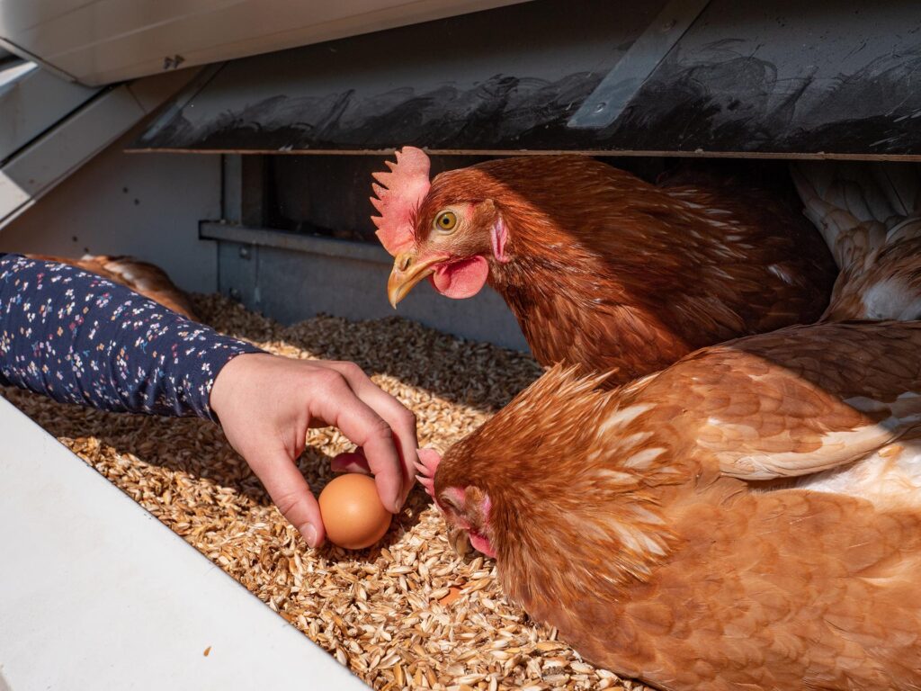 Huhn und Biosphären-Ei