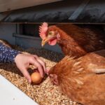 Huhn und Biosphären-Ei