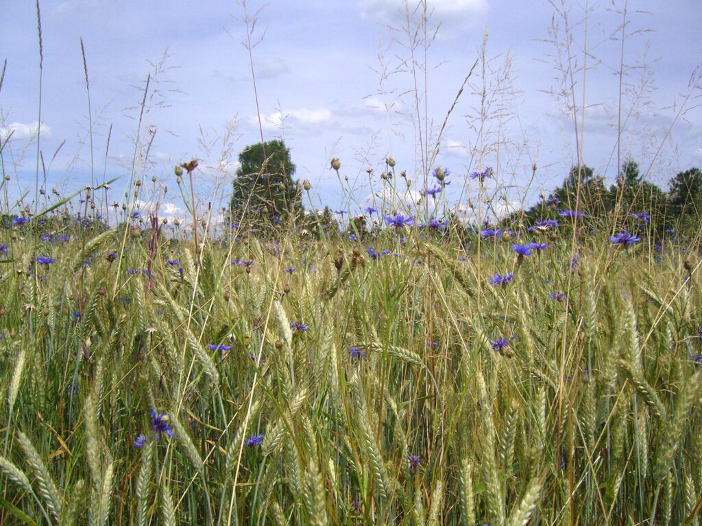 Laufener Landweizen